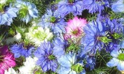 How to Plant Love-in-a-Mist: Tips for Vibrant Blooms Every Season