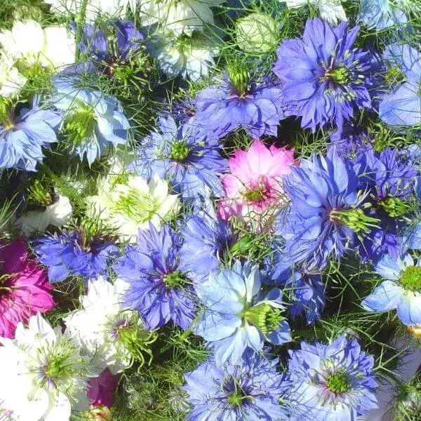 How to Plant Love-in-a-Mist: Tips for Vibrant Blooms Every Season