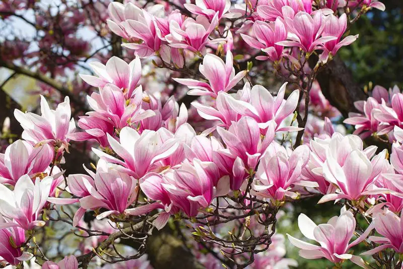 When Do Magnolias Bloom: Expert Tips for More Flowers