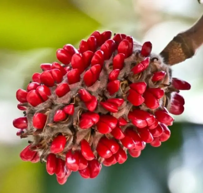 How to Plant Magnolia Seeds: A Step-by-Step Guide for Beginners