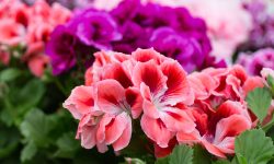 How to Overwinter Geraniums for Vibrant Blooms Next Spring