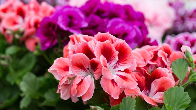 How to Overwinter Geraniums for Vibrant Blooms Next Spring