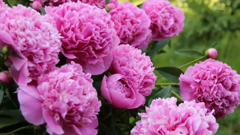 When Do Peonies Bloom? Seasonal Timelines and Growing Tips