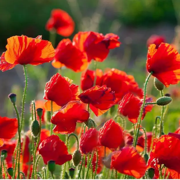 How to Plant Poppy Seeds for a Bloom-Filled Garden in Spring