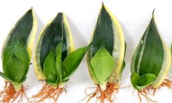 How to Propagate Snake Plant at Home: Easy Methods That Work