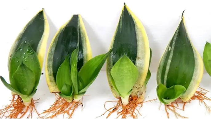 How to Propagate Snake Plant at Home: Easy Methods That Work