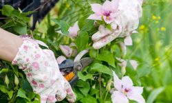 How to Prune Clematis Without Damaging Next Season’s Blooms