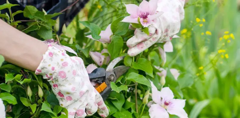 How to Prune Clematis Without Damaging Next Season’s Blooms