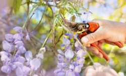 When to Prune Wisteria Without Harming Next Year’s Flowers