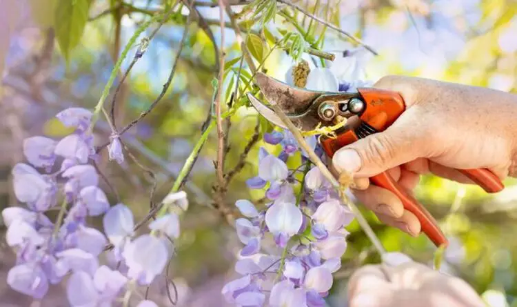 When to Prune Wisteria Without Harming Next Year’s Flowers