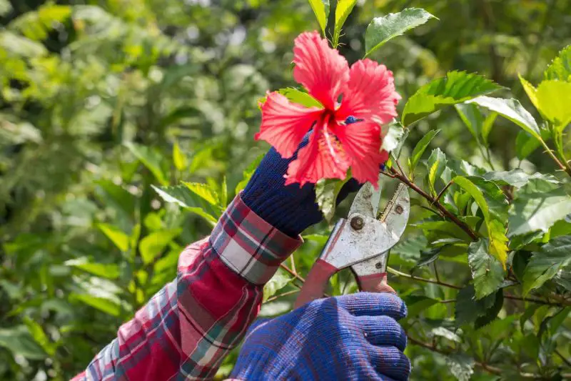 How to Prune Hibiscus in Pots and Gardens for Best Results