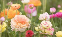 When Do Ranunculus Bloom and How to Make Them Last Longer