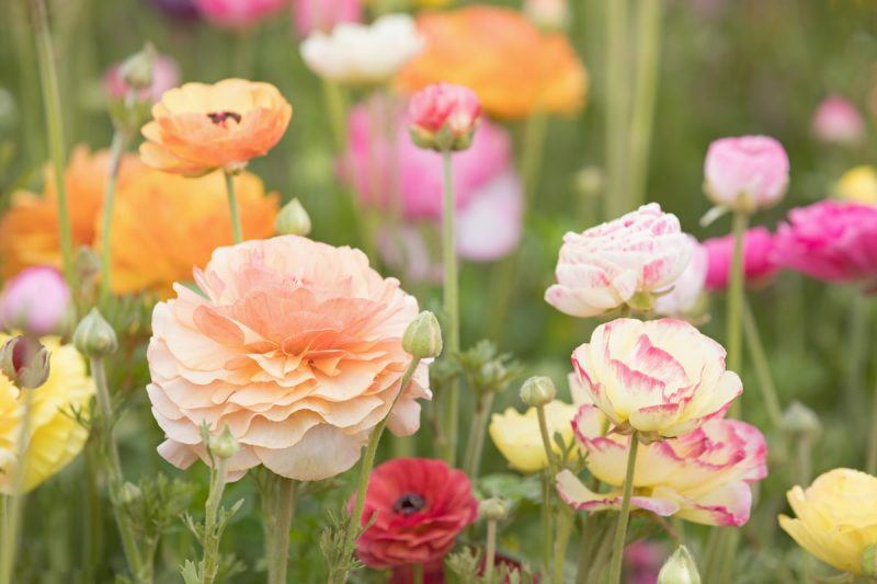 When Do Ranunculus Bloom and How to Make Them Last Longer
