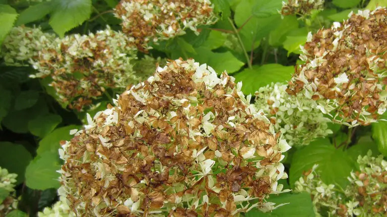 How to Revive Hydrangeas: Bring Your Wilted Blooms Back to Life