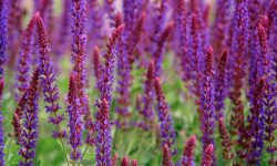 Is Salvia Toxic to Dogs? A Complete Guide for Pet-Safe Gardening