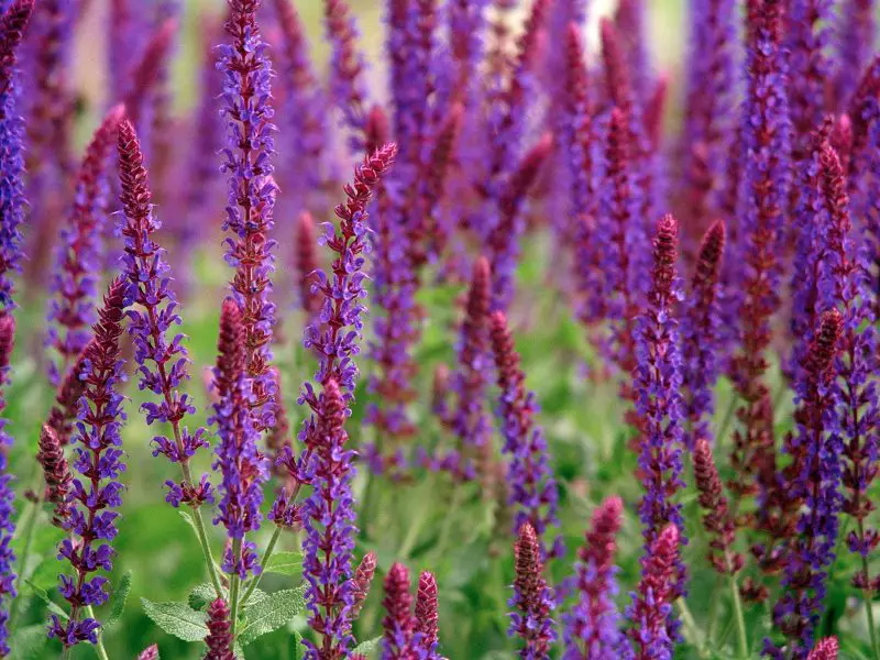 Is Salvia Toxic to Dogs? A Complete Guide for Pet-Safe Gardening