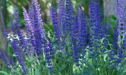 How Long Does Salvia Last? What Every Gardener Should Know