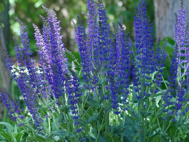 How Long Does Salvia Last? What Every Gardener Should Know
