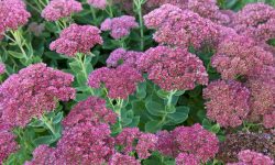 How to Propagate Sedum for More Plants and a Thriving Garden