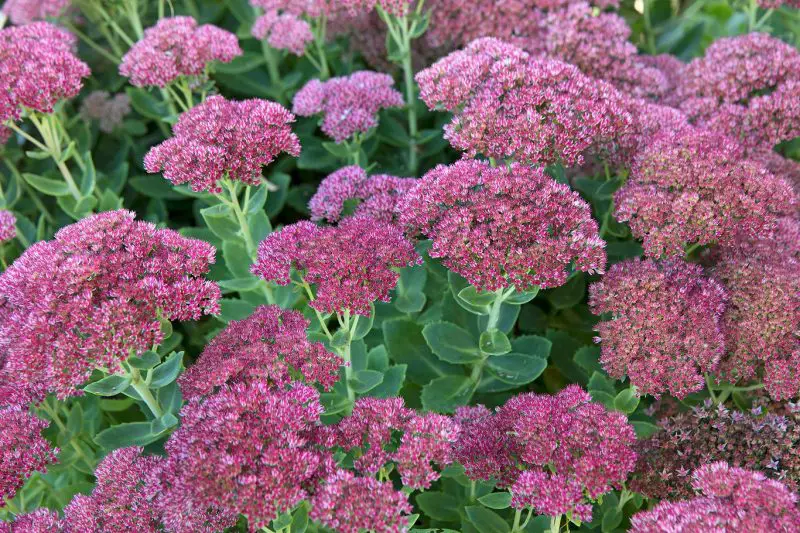 How to Propagate Sedum for More Plants and a Thriving Garden