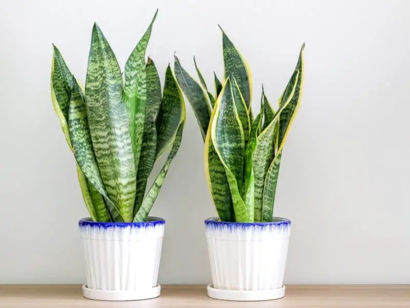 How to Grow Snake Plant at Home: Care Tips That Actually Work