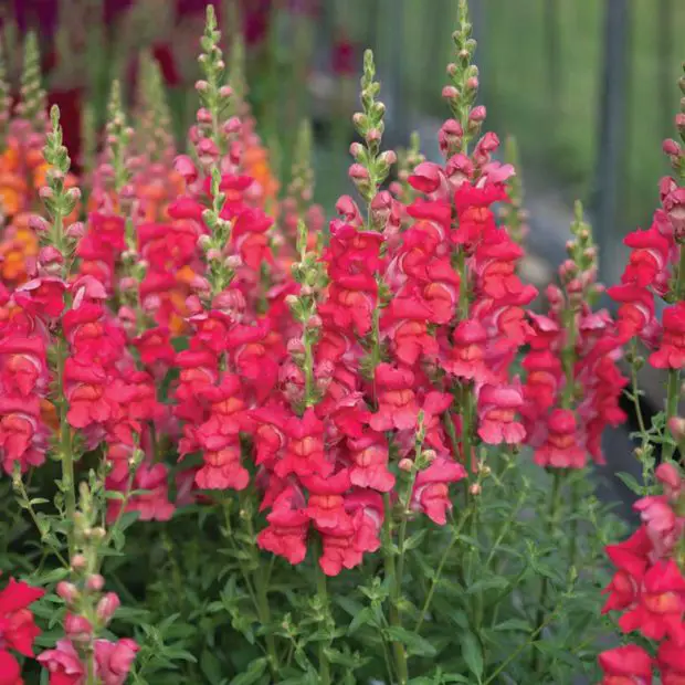 When to Plant Snapdragons for a Colorful Spring and Fall Garden