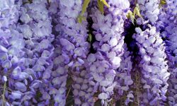 How to Grow Wisteria and Create a Breathtaking Garden Escape