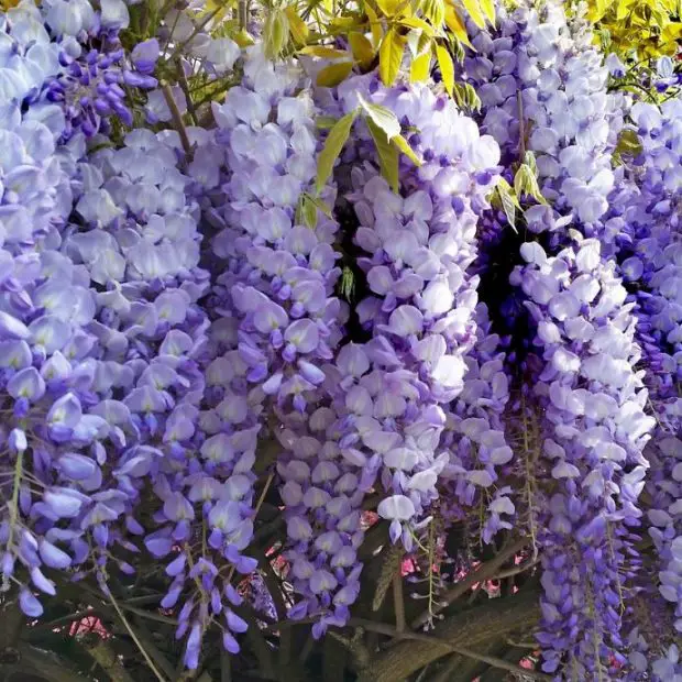 How to Grow Wisteria and Create a Breathtaking Garden Escape