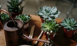 How Often to Water Succulents Safely Year-Round in Any Climate