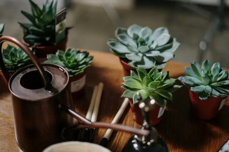 How Often to Water Succulents Safely Year-Round in Any Climate