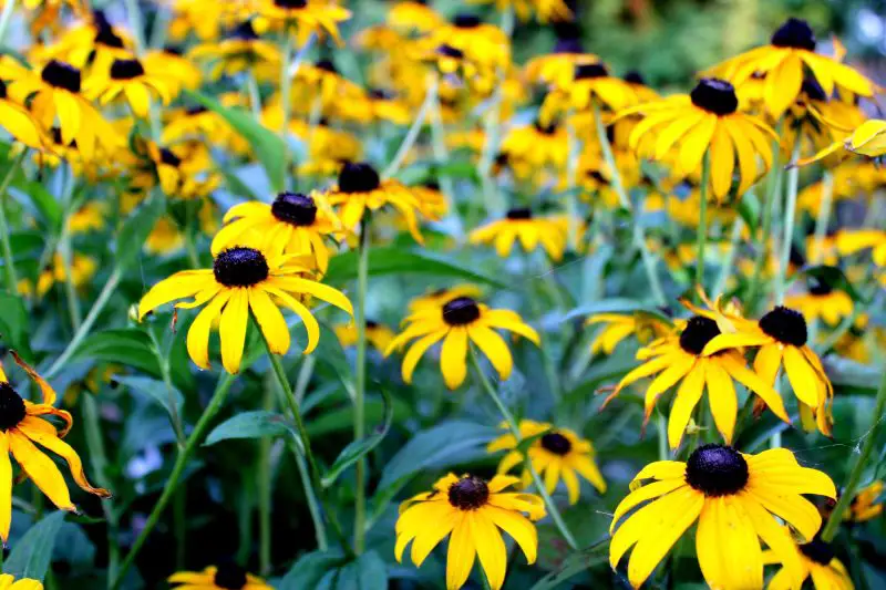 When Do Black Eyed Susans Bloom