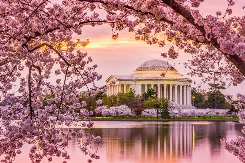 When Do Cherry Blossoms Bloom in the U.S