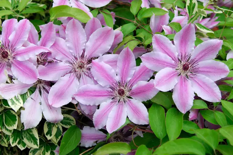 When Do Clematis Bloom? Guide to Clematis Flowering Seasons