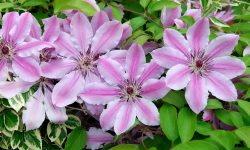 When Do Clematis Bloom? Guide to Clematis Flowering Seasons