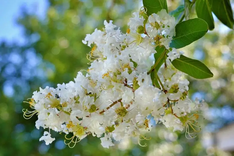 When Do Crepe Myrtles Bloom