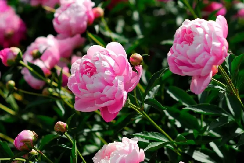 When Do Peonies Bloom