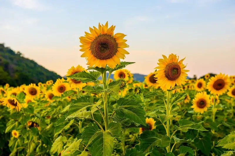 When Do Sunflowers Bloom