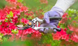When to Prune Azaleas to Encourage Stronger and Fuller Growth