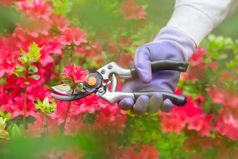 When to Prune Azaleas