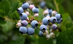 When to Prune Blueberry Bushes and How to Do It the Right Way