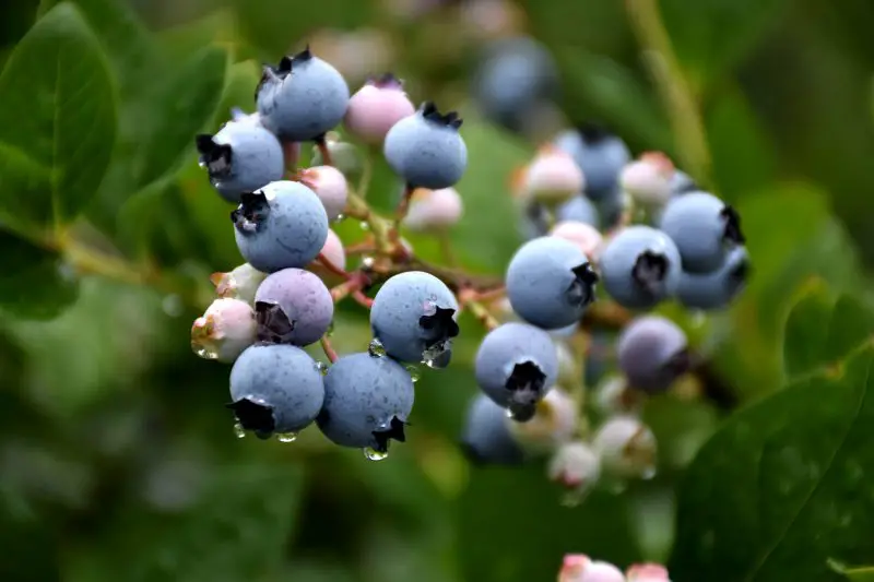 When to Prune Blueberry Bushes