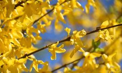 When to Prune Forsythia for the Brightest Yellow Blooms