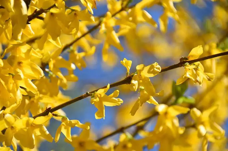 When to Prune Forsythia