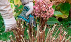 When to Prune Hydrangeas and How to Do It the Right Way