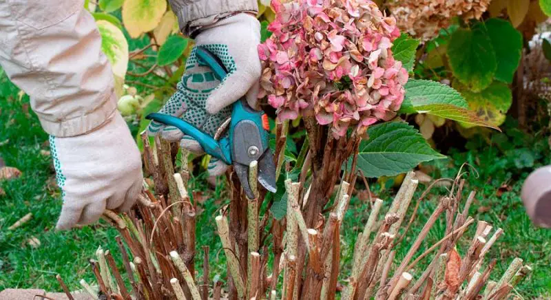 When to Prune Hydrangeas