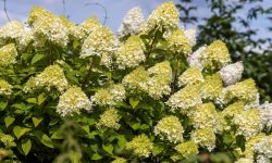 When to Prune Limelight Hydrangea for the Most Stunning Blooms