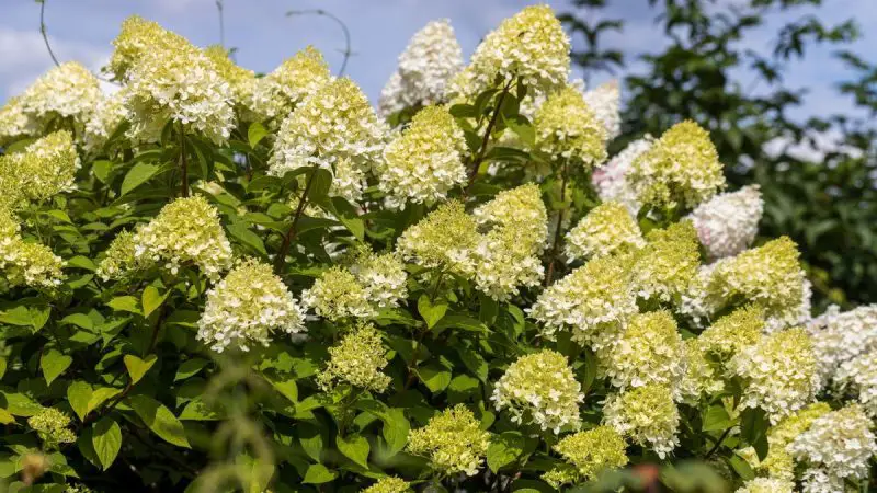 When to Prune Limelight Hydrangea