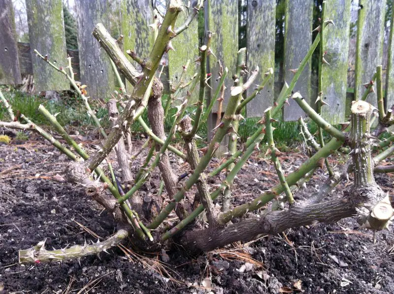 When to Prune Rose Bushes