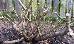When to Prune Rose Bushes for the Most Beautiful Blooms