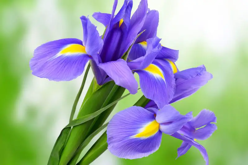 When to Split Irises
